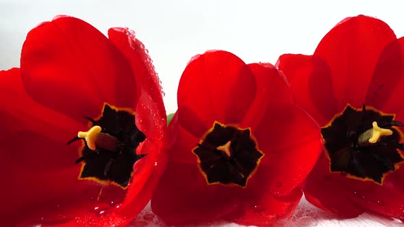 Shooting of Tulips 7 alt