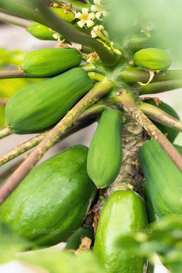 green papaya fruit hanging on the tree. Papaya plantation.Papaya in the ...