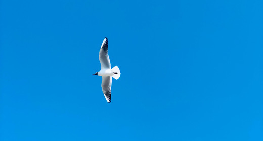 seagull