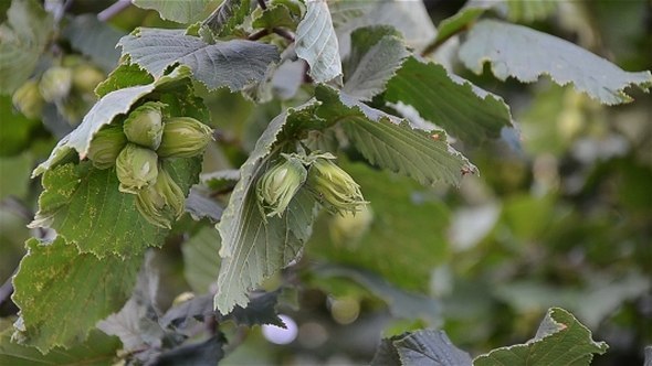 Green Hazelnut