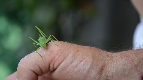 Green Insect 2