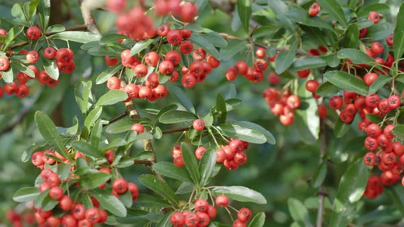 Firethorn berries. Pyracantha coccinea scarlet firethorn ornamental shrub, rosaceae evergreen shrub.