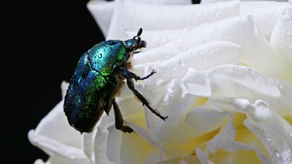 Close-up View of Green Rose Chafer - Cetonia Aurata Beetle on White Flower of Peony. Amazing Emerald alt