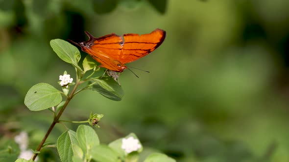 Butterfly in the Garden Video Clip