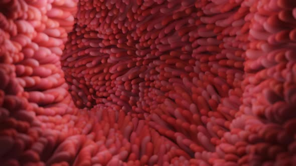 Intestinal villi. Intestine lining. Microscopic villi and capillary alt