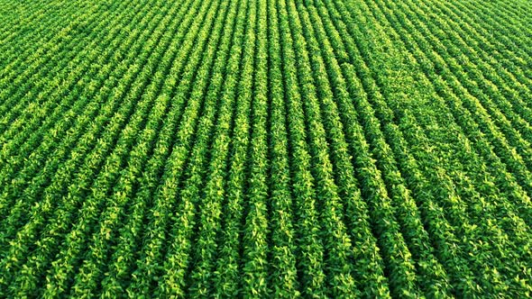 Fly Over Crops of Soya Bean Plants. alt