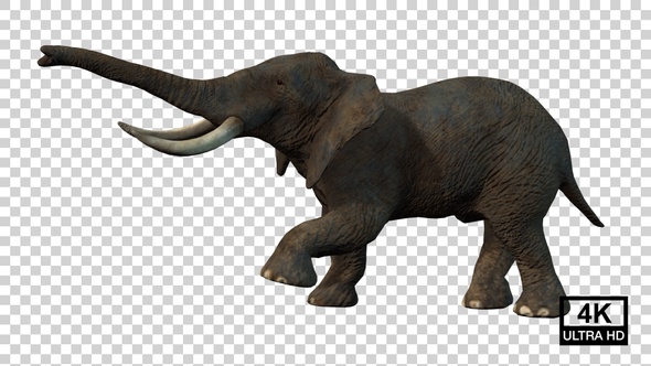 Elephant Fight Idle Side View alt