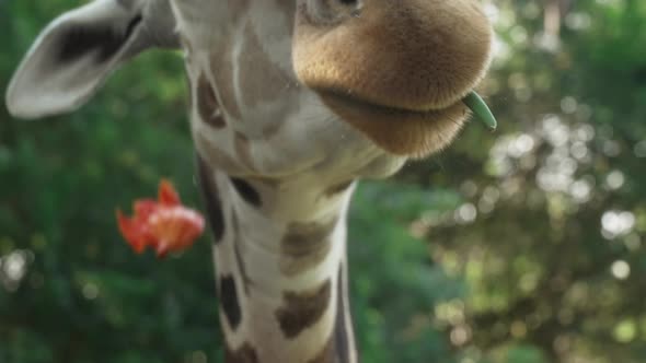 A Large Beautiful Giraffe with Brown Spots Eats Grass From the Hands of a Person Against the