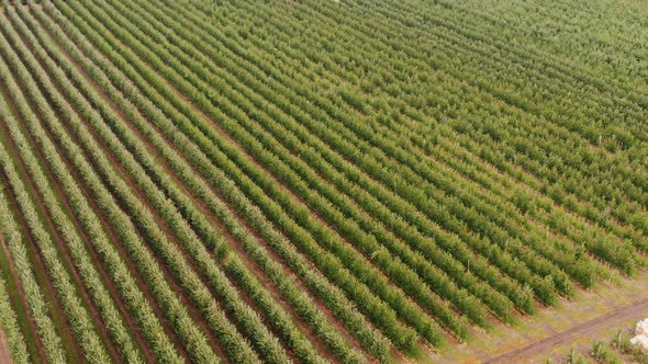 Flying Upward Over Green Apple Garden in Autumn. Harvest Period. Aerial View.