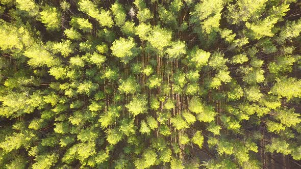 A drone aerial shot of a green pine and birch forest from above
