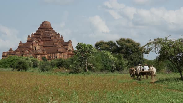 Farmers with cows and carriage driving towards Dhammayan Gyi Temple alt