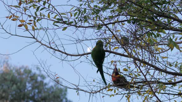 Rainbow Lorikeets Foraging for Food In A Gumtree With Moon in Background alt
