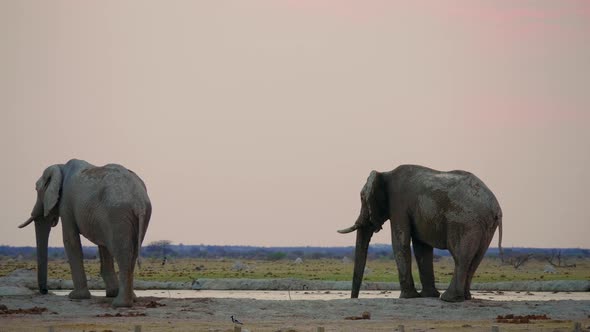 Two Adult Elephants Standing Near A Waterhole Drinking Water In African Safari On A Sunny Day - Medi alt