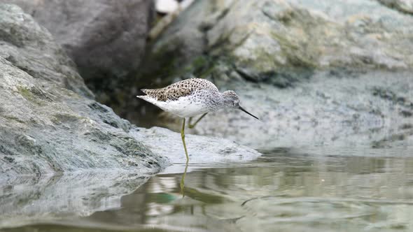 Common Greenshank alt