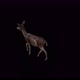 Black Deer Doe Walk View From Top Angle Back - VideoHive Item for Sale