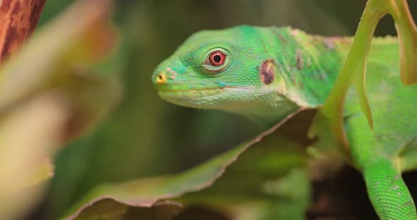 Lau Banded Iguana Brachylophus Fasciatus Is an Arboreal Species of Lizard alt