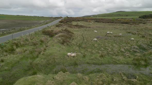Fixed rotation around lambs in field alt