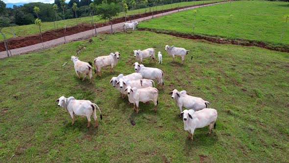 Vacas blancas en potrero corriendo alt
