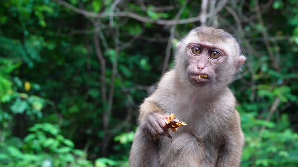 Monkey isolated eating fruit and looking around. Video Close-up.