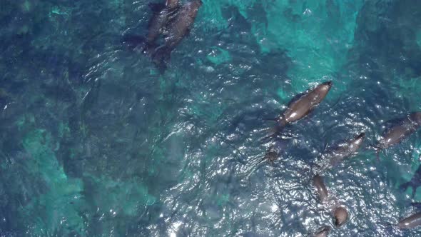 Aerial top view of a colony of south american sea lions alt