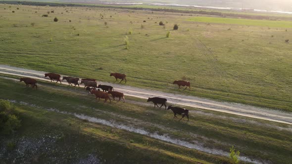 AERIAL Flying Over a Small Herd of Cattle Cows Walking Uniformly Down Farm Road on the Hill alt