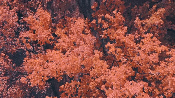 Autumn Yellow Foliage in Natural alt