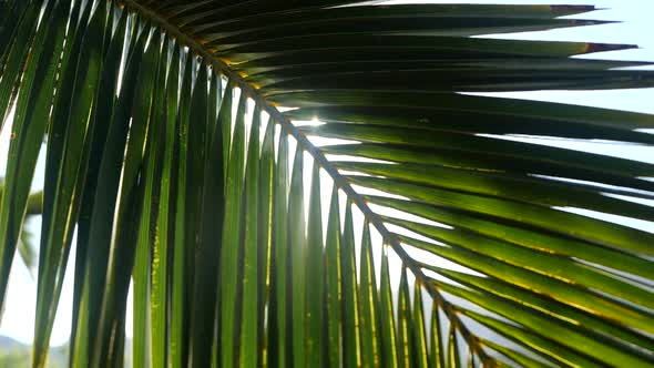 Sun Rays Pass Through the Branches of Palm Trees Moving By Tropical Breeze alt