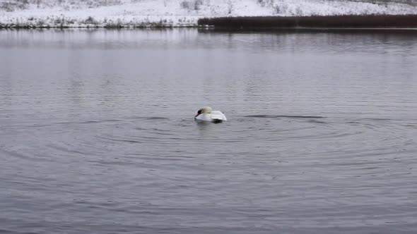 2016.11.05_1 A swan swims in a lake that does not freeze in winter.