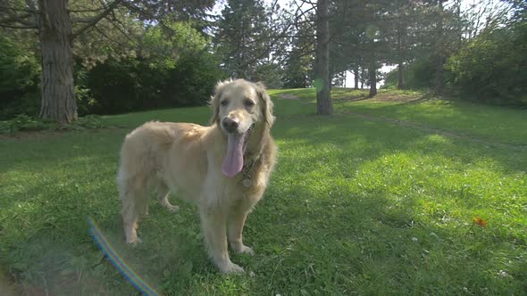 Golden Retriever Dog Standing In Park In The Summer