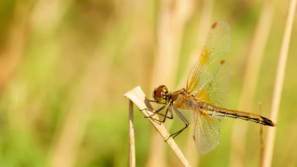 The dragonfly flew in and sat on the plant. The insect chews and shakes its head. Shooting close-up.