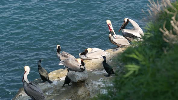 Brown Pelicans with Throat Pouch and Double-crested Cormorants After Fishing, Rock in La Jolla Cove alt
