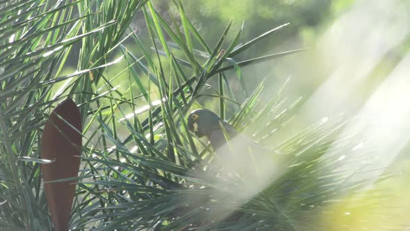 Lear's macaw resting and vocalizating on licuri palm tree branch alt