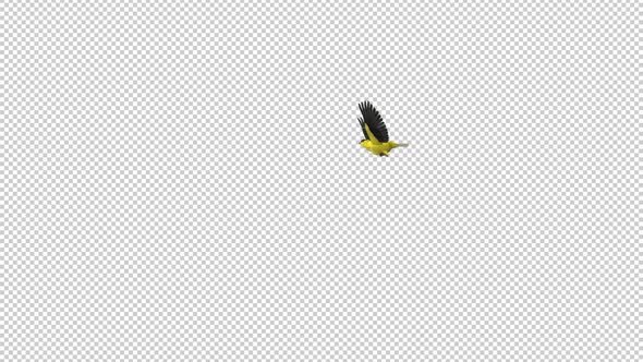 American Goldfinch - Bird Flying Around Screen - Transparent Loop