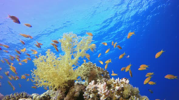 Marine Tropical Sea alt