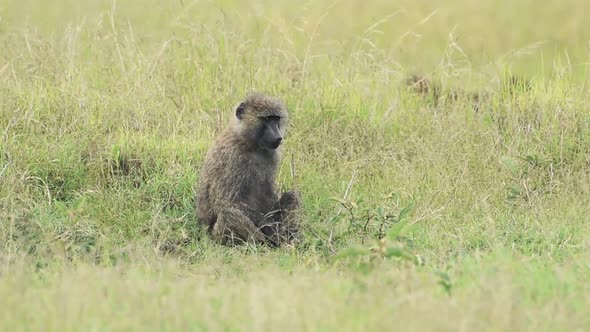 A Baboon Sitting On The Grass Before Running In The Wilderness In Kenya - Closeup Shot alt