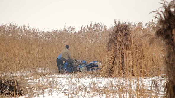 Harvesting Reed in Winter alt