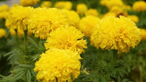 Yellow Flowers 01 alt