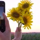 Girl Takes Pictures of Sunflower Flowers at Sunset Photo on Smartphone - VideoHive Item for Sale
