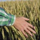The Hand of a Young Man Strokes the Tops of Wheat Ears in a Field - VideoHive Item for Sale