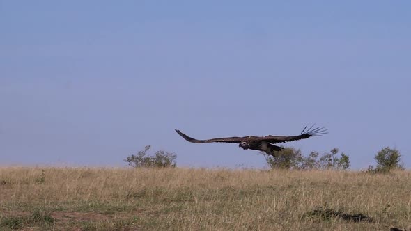 Lappet-faced vulture or Nubian vulture, torgos tracheliotus , adult in flight alt