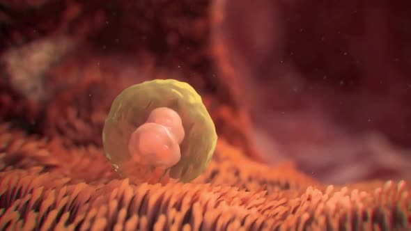 The gestation period from fertilization to birth is the process by which a cell turns into a baby. alt