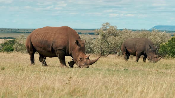 Rhinos in Savanna alt