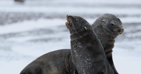 SLO MO MS Fur seals (Arctocephalus gazella) fighting on snow at Deception Island / Antarctic Peninsu