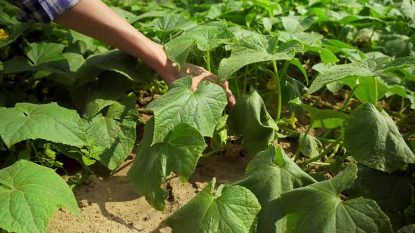 An unrecognizable young woman plucking cucumbers from the garden in the garden. alt