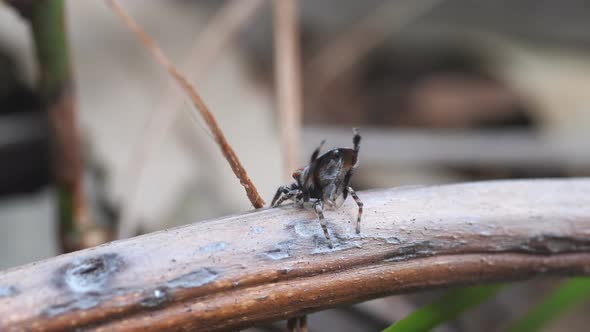 high frame rate rear view of a male maratus volans courtship display alt