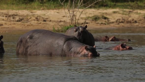 Slow Motion of the Hippos Resting Swimming in the Waters of the River Nile