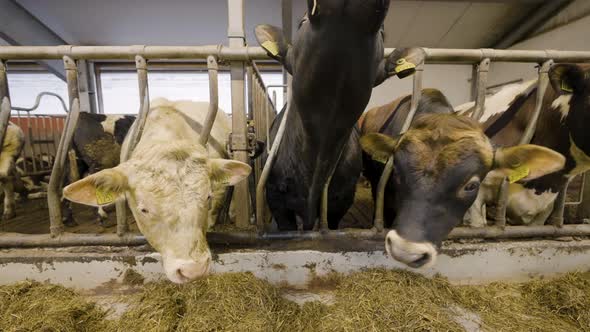Three cows sticking their heads through a cage on a dairy farm in Norway alt