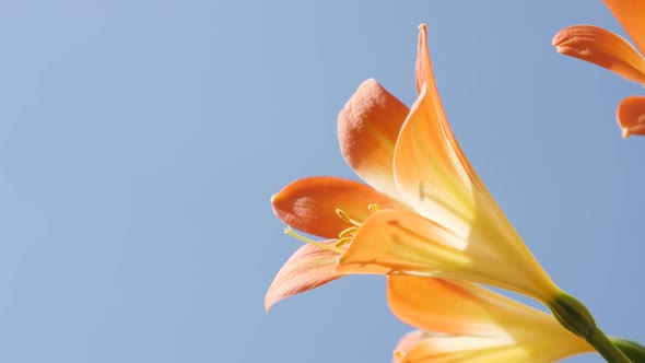 Details of orange monocot flowering lily plant 4K 2160p 30fps UltraHD  footage - Clear blue sky and  alt