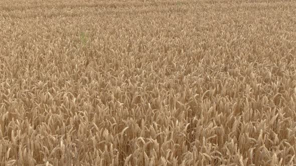 Aerial Shot of a Field of Ripe Yellow Wheat alt