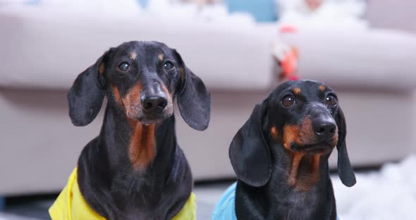 Cute Dachshund Dogs Sit Against Sofa Looking at Owner